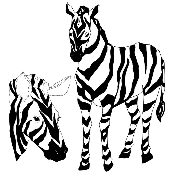 Vector Exotic zebra wild animal isolated. Black and white engraved ink art. Isolated animal illustration element. - ベクター画像