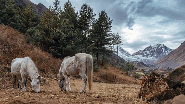 horses grazing on mountains background  - 写真・画像