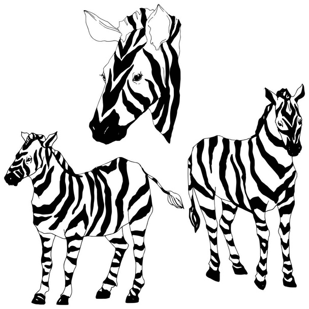 Vector Exotic zebra wild animal isolated. Black and white engraved ink art. Isolated animal illustration element. - Vector, imagen