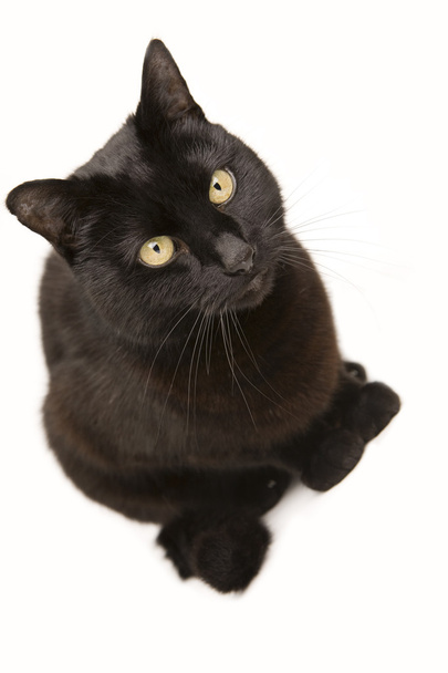 Black Cat - Valokuva, kuva