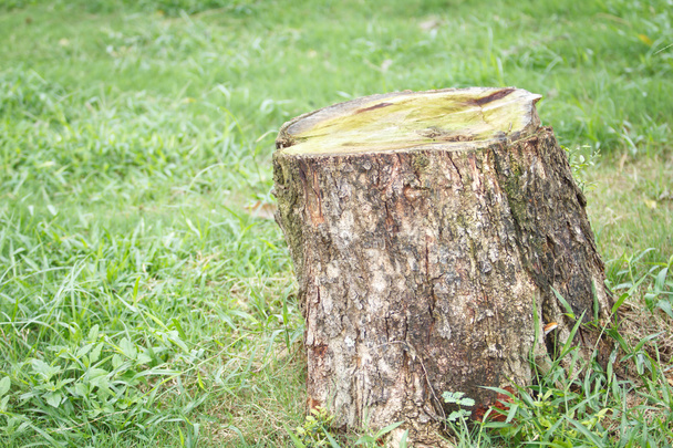 Tree stump - Photo, Image