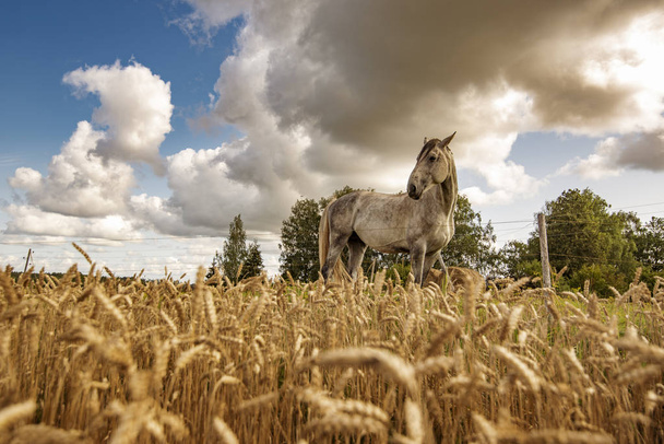 Cereal field with a white horse and a blue sky in background. - Foto, afbeelding