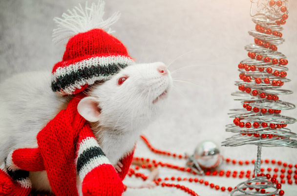 Witte schattige rat in rode hoed en sjaal, lucht snuiven, met nieuwjaarsboom, zilveren bal, kraal, symbool van 2020, met copyspace - Foto, afbeelding