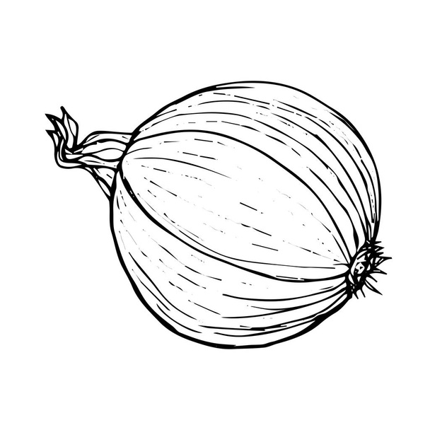 Onion vegetable sketch black line isolated on white background - Vetor, Imagem