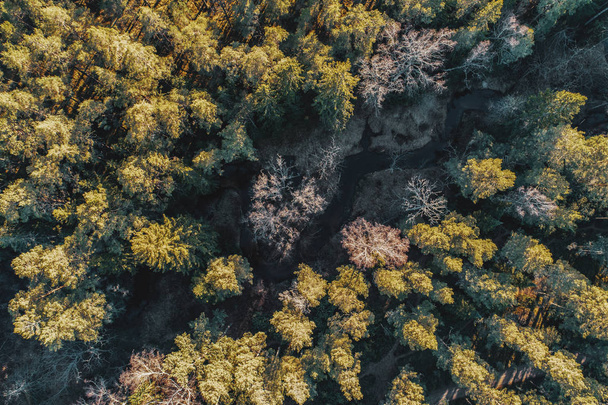 Kolorowe jesienne kolory w leśnych ślinach w zielonym i żółtym uchwyconym powyżej kształcie z dronem. - Zdjęcie, obraz