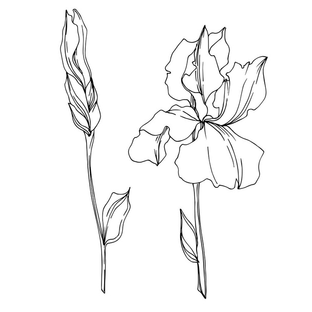 Vector Iris floral botanical flowers. Black and white engraved i - Vecteur, image