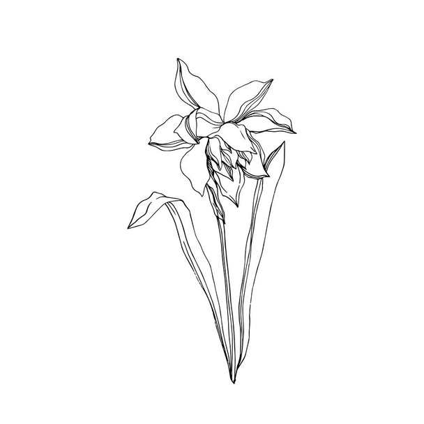 ベクトル・ナルシス花植物の花。黒と白のエングラ - ベクター画像