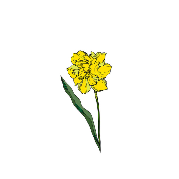 Διάνυσμα Νάρκισσος ανθικά βοτανικά λουλούδια. Μαύρο και άσπρο engra - Διάνυσμα, εικόνα