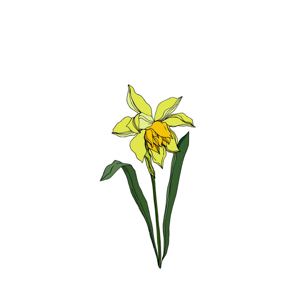 Vector Narcissus floral botanical flowers. Black and white engra - Вектор, зображення