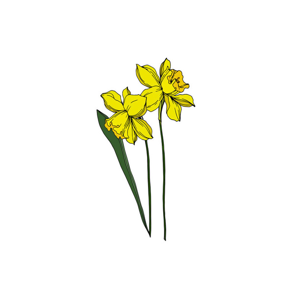 Vector Narcissus floral botanical flowers. Black and white engra - Vektor, Bild