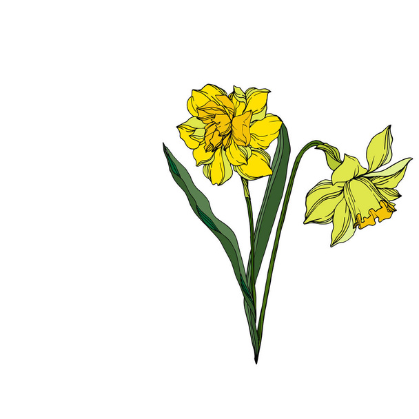 Vector Narcissus floral botanical flowers. Black and white engra - ベクター画像