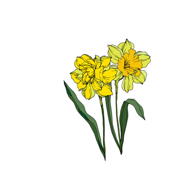 Vecteur Narcisse fleurs botaniques florales. Engra noir et blanc
 - Vecteur, image