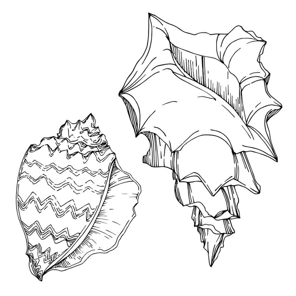 Vector Summer beach seashell tropical elements. Black and white  - Vector, afbeelding