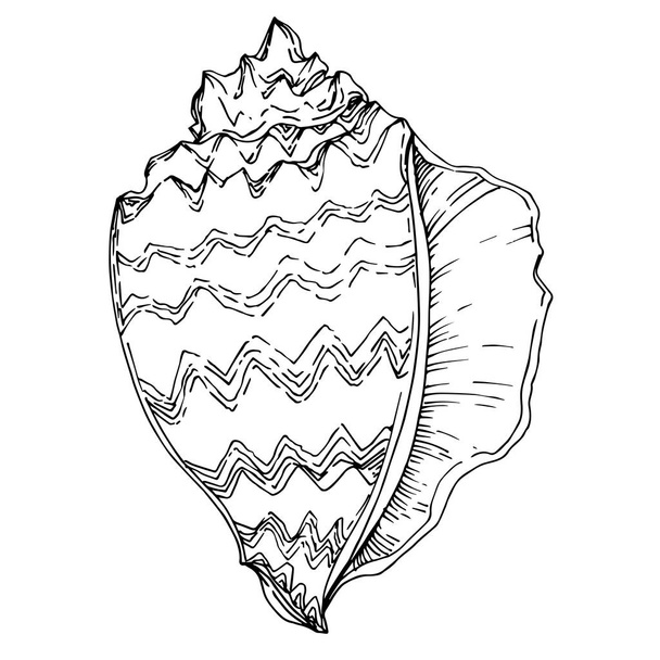 Vector Summer beach seashell tropical elements. Black and white  - Vector, Image