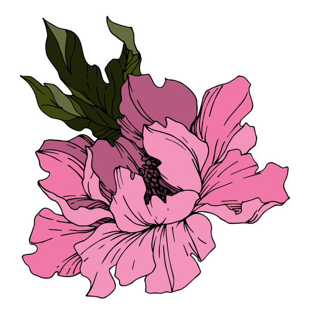 Vector Peony floral botanical flowers. Black and white engraved  - Vecteur, image