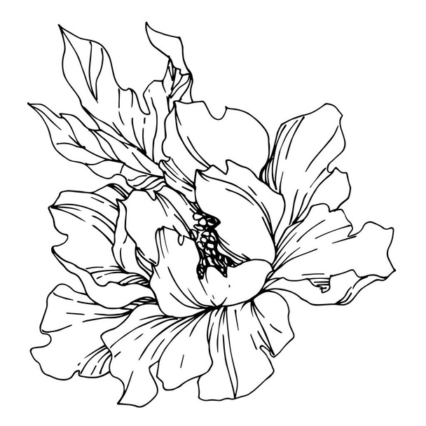 Vector Peony floral botanical flowers. Black and white engraved  - Vector, afbeelding