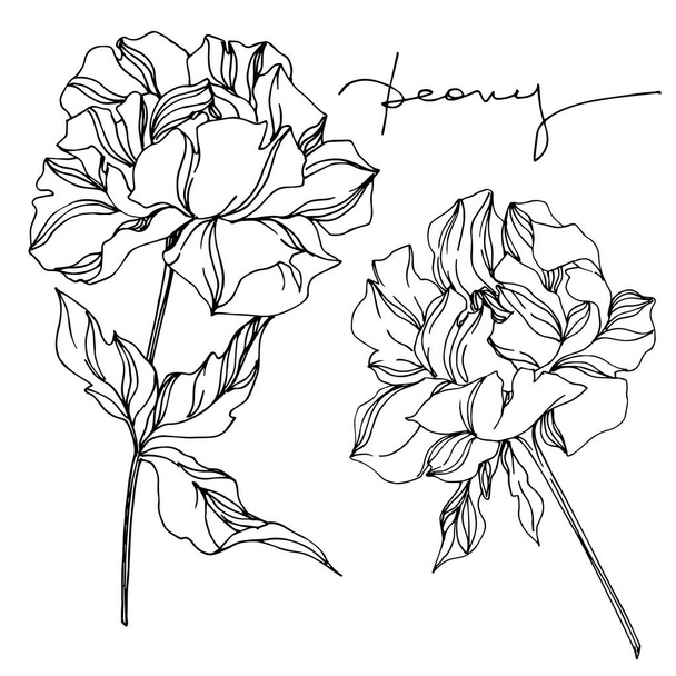Vector Peony flores botânicas florais. Preto e branco gravado
  - Vetor, Imagem