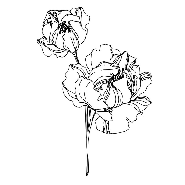 Vector Peony floral botanical flowers. Black and white engraved  - ベクター画像