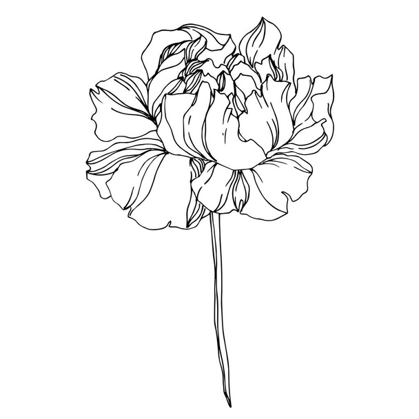 白の背景にベクトル分離白黒牡丹花スケッチ 刻まれたインク アート ロイヤリティフリーのベクターグラフィック画像