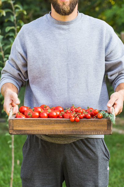 Rolnicy trzymający świeże pomidory. Zdrowa żywność ekologiczna - Zdjęcie, obraz