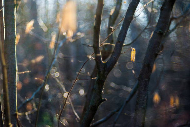 Birch pupeny na větvi. poupata břízy na slunci na tmavém pozadí - Fotografie, Obrázek