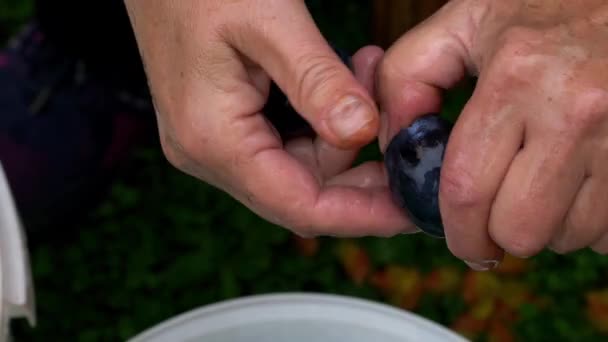 Starý způsob, jak vyrobit džem z organických švestek-odstranit semena - Záběry, video