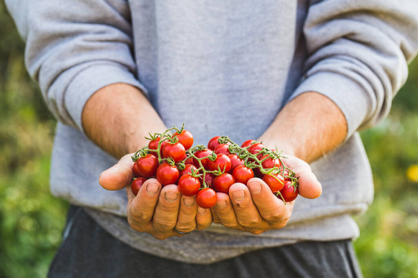 Farmáři drží čerstvá rajčata. Zdravé organické potraviny - Fotografie, Obrázek