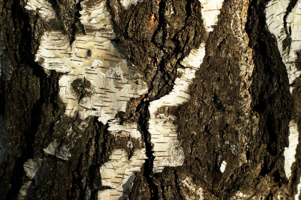 çok ilginç yapısı ile eski bir ağacın gövde - Fotoğraf, Görsel