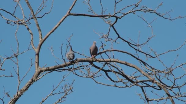 holubi vznášející se nad větvemi ve námluvách páření - Záběry, video