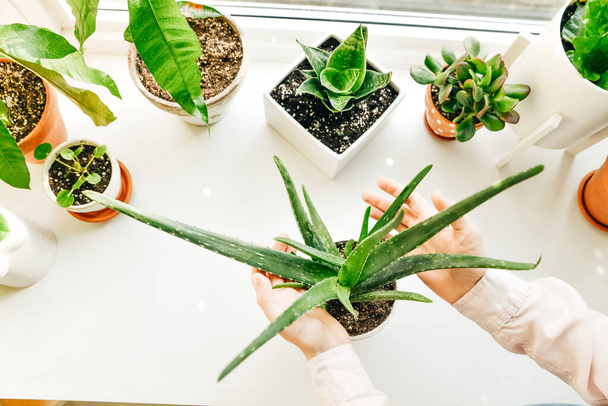 Hand haltend Blatt der Aloe Vera grünen tropischen Pflanze. - Foto, Bild