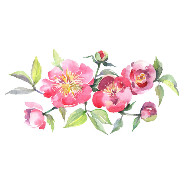 rosa Pfingstrose Blumenstrauß botanische Blumen. Aquarell Hintergrund Set vorhanden. isolierte Blumensträuße Illustrationselement. - Foto, Bild