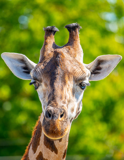 Giraffe head close-up. Deatiled view of african wildlife - Zdjęcie, obraz