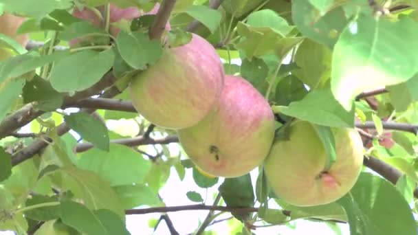 Jabłoń - Materiał filmowy, wideo
