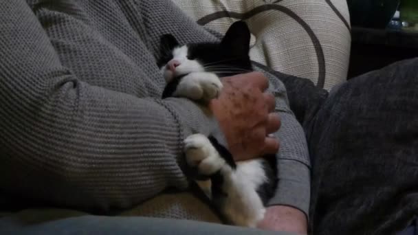 kis fekete-fehér macska lét pet - Felvétel, videó
