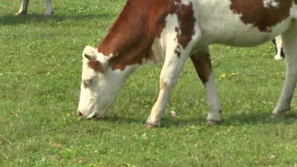 COWS broute dans une prairie
 - Séquence, vidéo