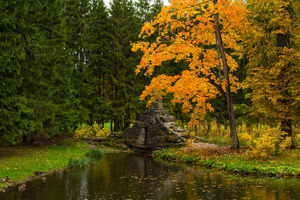 Autumn in the forest. Walk in the Park. Saint-Petersburg. - Photo, Image
