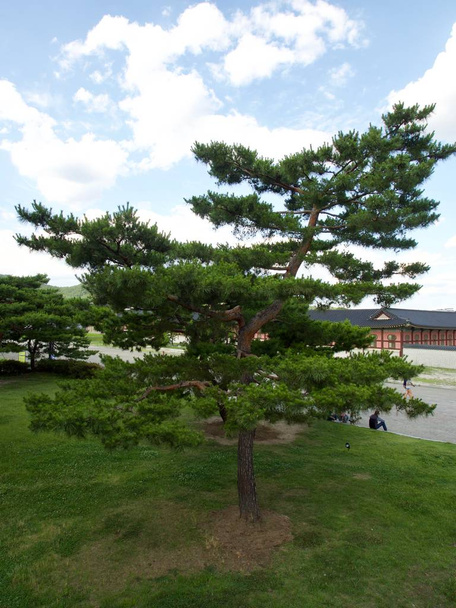  Paisaje del pino en Corea, parque
 - Foto, imagen