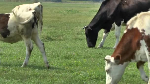 COWS broute dans une prairie
 - Séquence, vidéo