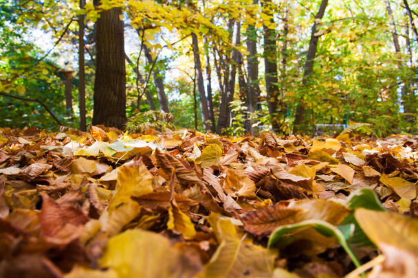 Sonniger Herbsttag im Stadtpark - Foto, Bild