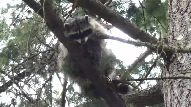 kleine harige wasbeer neergestreken in een dennenboom kijkend van boven - Video