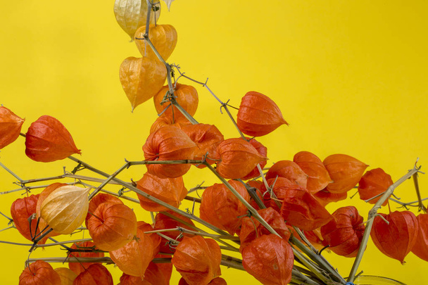 Still life with a branch of Physalis on a yellow background - Foto, immagini