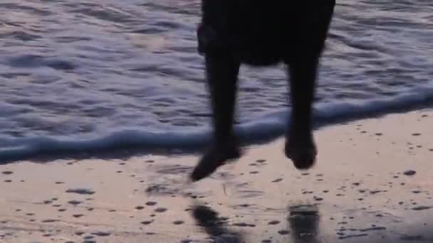 A menina foge da onda. Uma criança brinca com as ondas no oceano. Menina dançando na costa do mar. Uma criança salta pelas ondas. Menina ao pôr-do-sol brinca com o oceano
.  - Filmagem, Vídeo