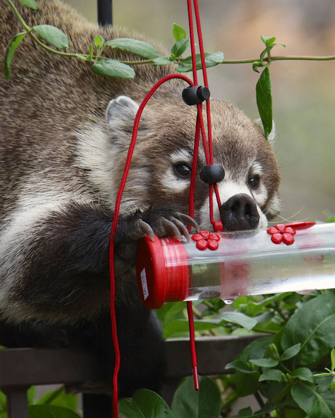 Coati drinking out of a hummingbird feeder - Photo, Image