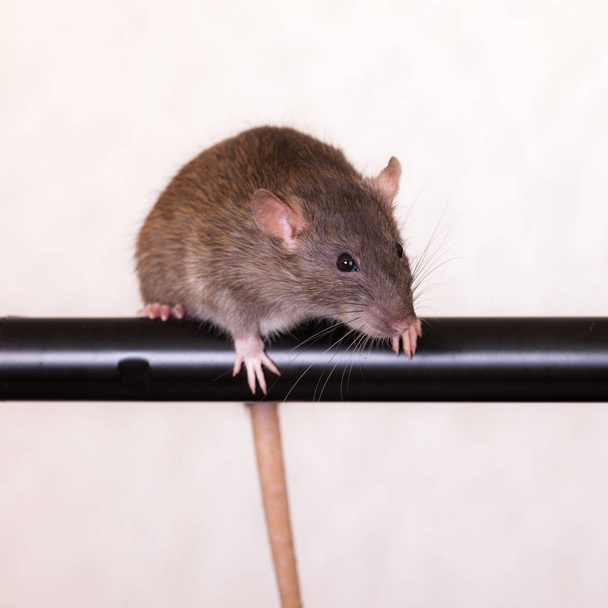 Rato doméstico castanho
 - Foto, Imagem