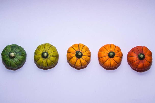 geïsoleerde gradiënt kleur lijn van pompoenen op een witte achtergrond - Foto, afbeelding