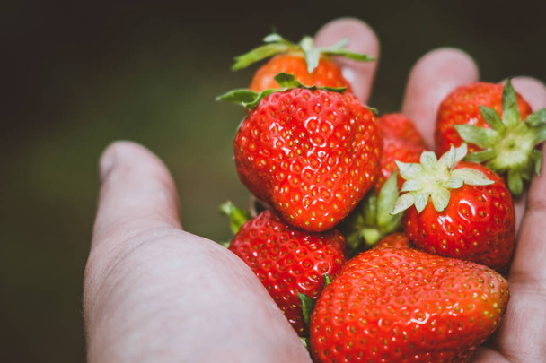 fresh strawberries in the garden - Valokuva, kuva
