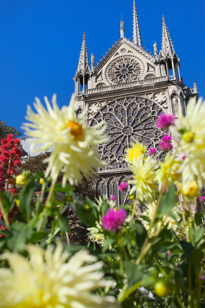 Cattedrale di Notre Damme, Parigi e fiori
. - Foto, immagini
