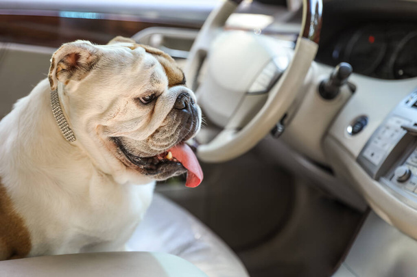 Adorable funny English bulldog inside modern car - Φωτογραφία, εικόνα