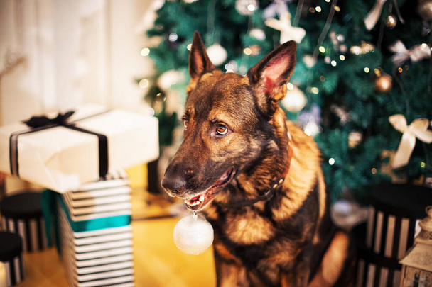 German shepherd dog posing near christmas tree, with gifts ant christmas lights - Fotoğraf, Görsel