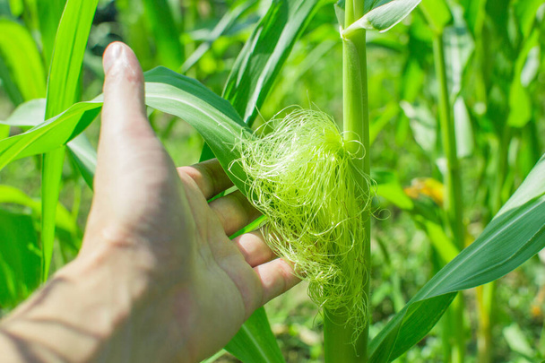 pianta di mais agricoltura primo piano
 - Foto, immagini
